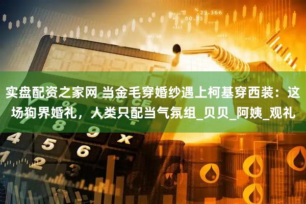 实盘配资之家网 当金毛穿婚纱遇上柯基穿西装：这场狗界婚礼，人类只配当气氛组_贝贝_阿姨_观礼